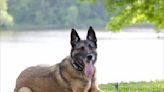 Middlesex Township police K9 Mibo dies after medical emergency