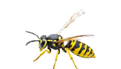 It’s a ‘big year for wasps’ in California. Here’s why and how to avoid getting stung