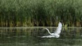 What birds can I see in Ohio? Hundreds of species are on display during spring migration.