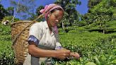 Extreme weather disrupts tea harvest in India