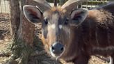 A Rare Antelope Dies After Choking on a Plastic Cap at Tennessee Zoo