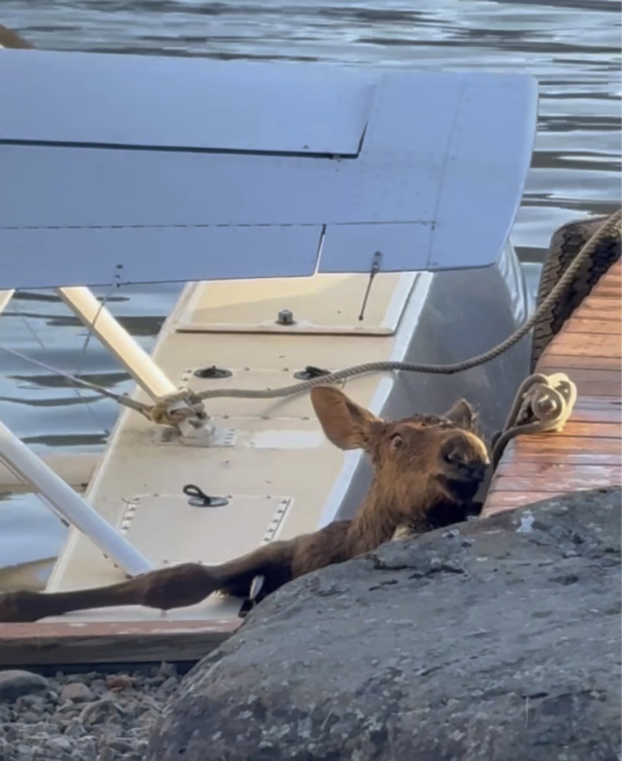 Baby moose trapped in a lake is saved by Alaska man and police as its worried mom watches