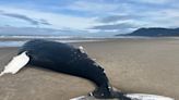 Boat-strike likely killed humpback whale that washed ashore near Manzanita