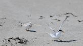 Piping plovers threaten Hampton Beach Fourth of July fireworks