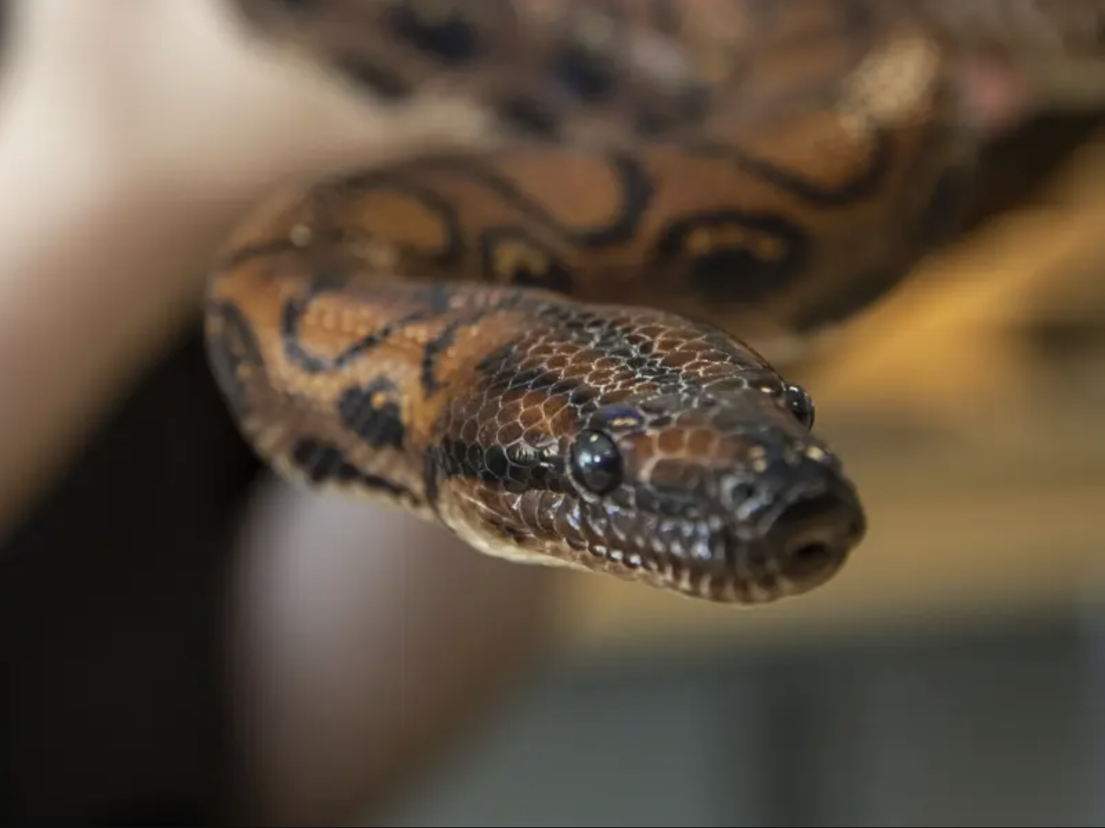 Boa snake has 14 babies after "virgin birth"