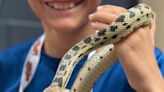 High Desert Reptile & Pet Expo comes to Victorville in December