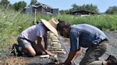 Native seed banks help areas in Arizona recover from wildfires and climate disasters. Here's how