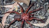 Super-size trapdoor spider discovered in Australia