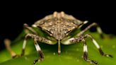 Stink bug habitat could expand in northern U.S., study suggests