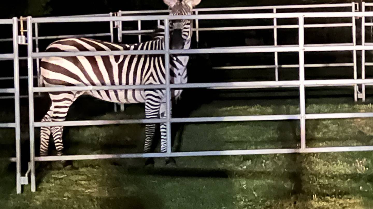 After six days, North Bend zebra finally corralled, but method questioned by locals