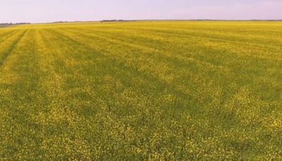 Why is Prairie mustard seed sent to other countries for processing? | CBC News