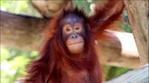 4 orangutans will call Naples Zoo home in July: What to know