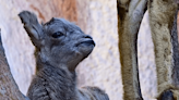 Los Angeles Zoo shares video of bighorn baby sheep lambs