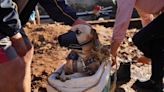 Inside a makeshift shelter saving hundreds of dogs from floods in southern Brazil