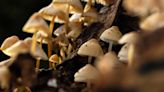 Mystery of common mushroom growing from an amphibian shows how little we know about fungi