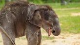 With 3 generations of Asian elephants, Fort Worth Zoo invests in survival of the species