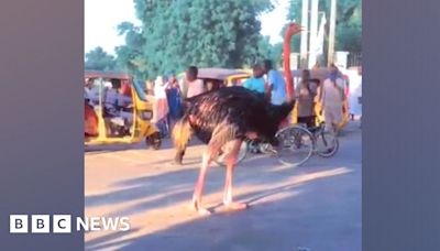 Nigeria flooding: Zoo animals escape as deluge hits Borno state