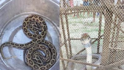 More than 20 snakes, mostly venomous, rescued from pocket of Howrah in past fortnight