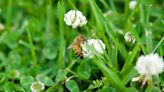How to Plant a Clover Lawn, and Why You Should Jump on this Trend