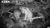 Cairngorms beaver kits first to be born in wild at national park for 400 years