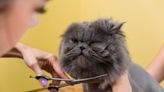 Gorgeous Cat's Trip to the Groomer Goes Horribly Wrong
