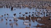 Tens of thousands of sandhill cranes return to southern Arizona for the winter