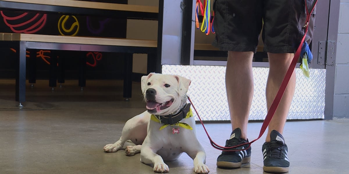 Telegraph District hosts their second annual Pup Crawl