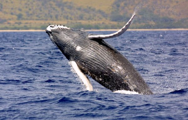 WATCH: Breaching Humpback Whale Capsizes Boat Off New Hampshire Coastline