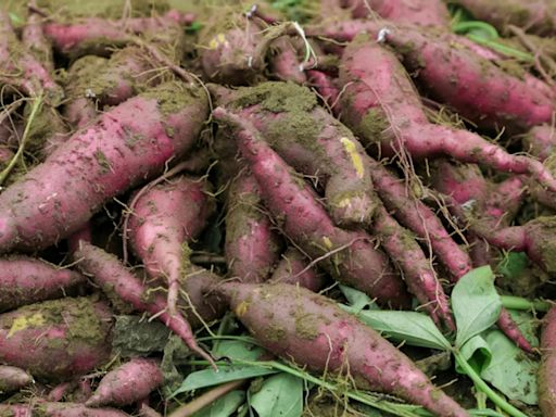 4 Clear Signs It's Time to Harvest Sweet Potatoes, Plus How to Do It Right