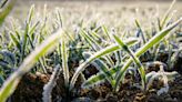 CSIRO seeks ways to help plants avoid frost damage