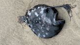 Rare deep-sea angler fish washes up south of Cannon Beach