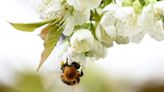 Honeybee populations are soaring. Weren't they dying off before? - Marketplace