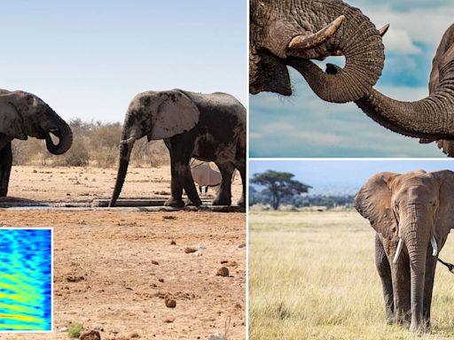 Elephants use deep rumbles to signal 'let's go' to pals, study says