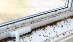 7 Types of Tiny Black Bugs That May Be the Pests Around Your Windows