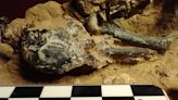 Hallado en Argentina el fósil de un pájaro carpintero de hace 200.000 años