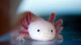 Save the axolotl: Urgent "Adoptaxolotl" campaign begins in Mexico