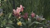 Missouri Botanical Garden shares secrets to protect plants amid drastic weather swings