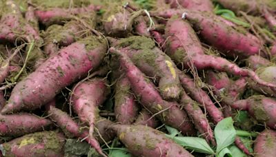 4 Clear Signs It's Time to Harvest Sweet Potatoes, Plus How to Do It Right