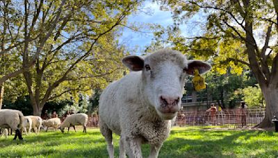 UC Davis Sheepmowers hold climate change poetry campaign throughout April - The Aggie