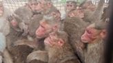 Forest Department traps over 1,900 monkeys from residential localities