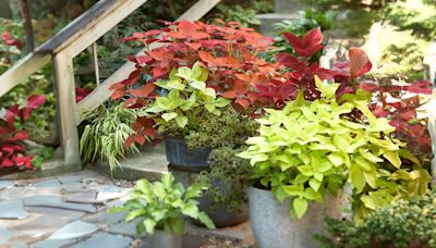 Is Coleus a Perennial or Annual? Here's How to Grow It Both Ways