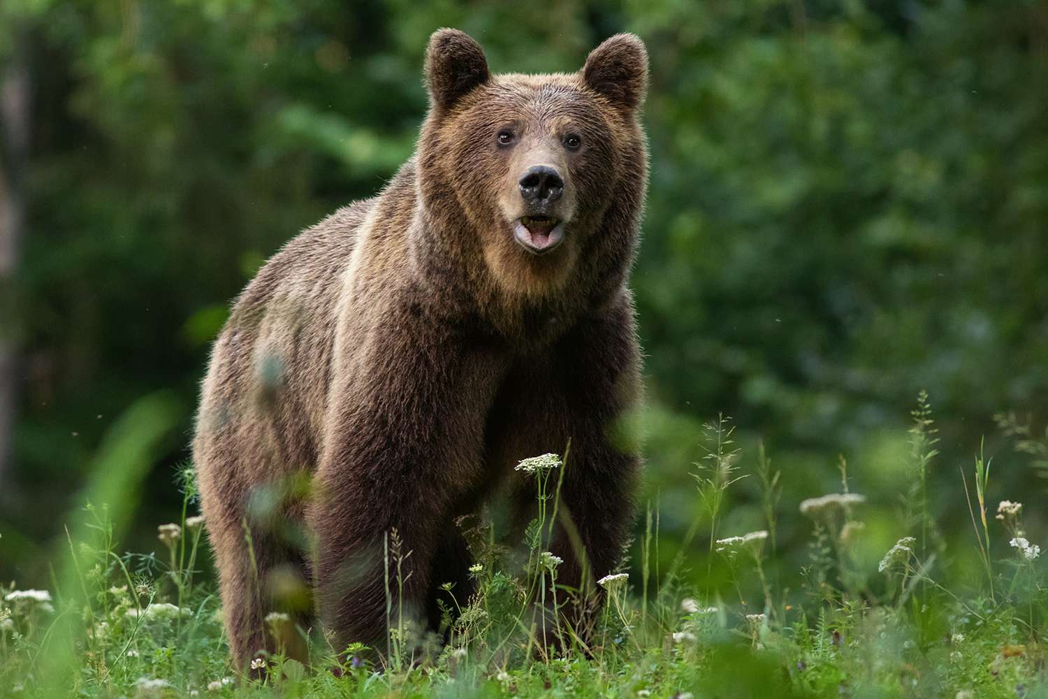 Teen Made Frantic Call to Police Before Rabid Bear Tossed Her 400-Feet to Her Death: Reports