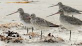 Young Bird May Have Set Non-Stop Distance Record By Flying From Alaska To Australia