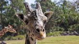 Florida Zoo Mourns Death of Beloved 25-Year-Old Giraffe: 'We're Heartbroken'