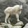 Mountain goat