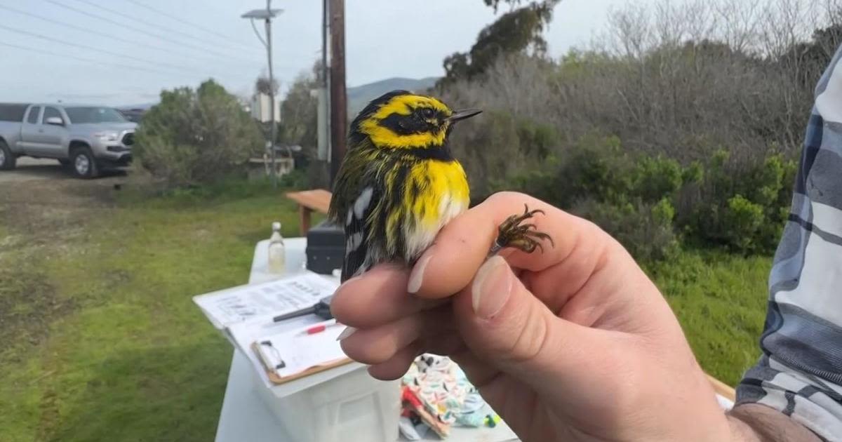 Bay Area scientists use game-changing technology to help birds amid climate change