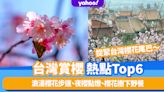 台灣旅遊｜台灣賞櫻熱點Top6！捉緊台灣櫻花尾巴～浪漫櫻花步道、夜櫻點燈、櫻花樹下野餐