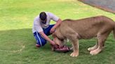 萬獸之王成寵物 男子飼養「獅子」超勇猛