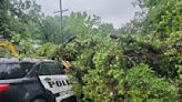 Officer injured after tree falls on patrol car on Hixson Pike - WDEF