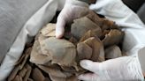 More than a ton of endangered pangolin scales seized in Thailand